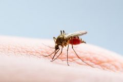 Dangerous Zika Infected Mosquito Skin Bite. Leishmaniasis, Encephalitis, Yellow Fever, Dengue, Malaria Disease, Mayaro or Zika Virus Infectious Culex Mosquito Parasite Insect Macro.